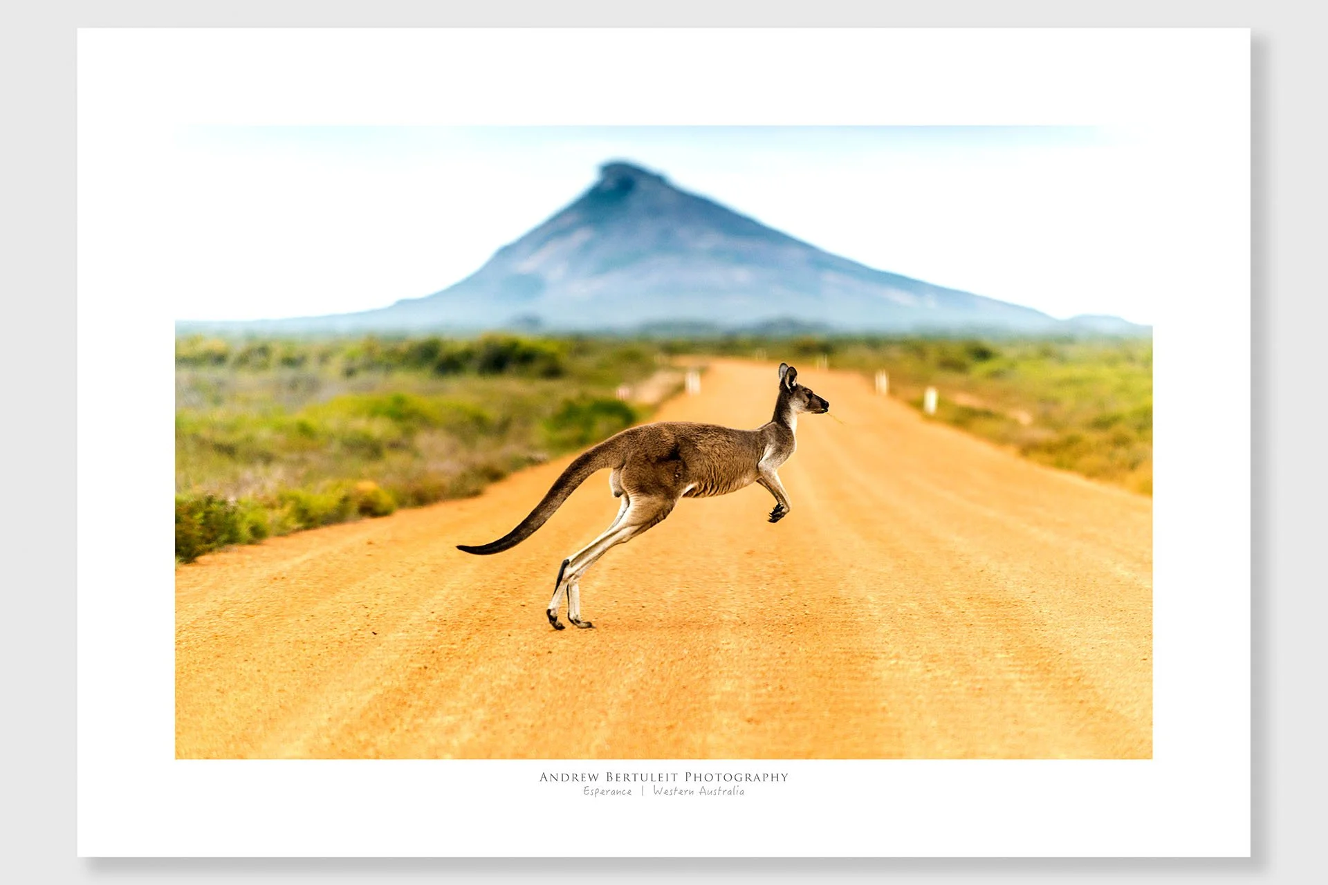 Kangaroo print with white border, ready for a standard frame