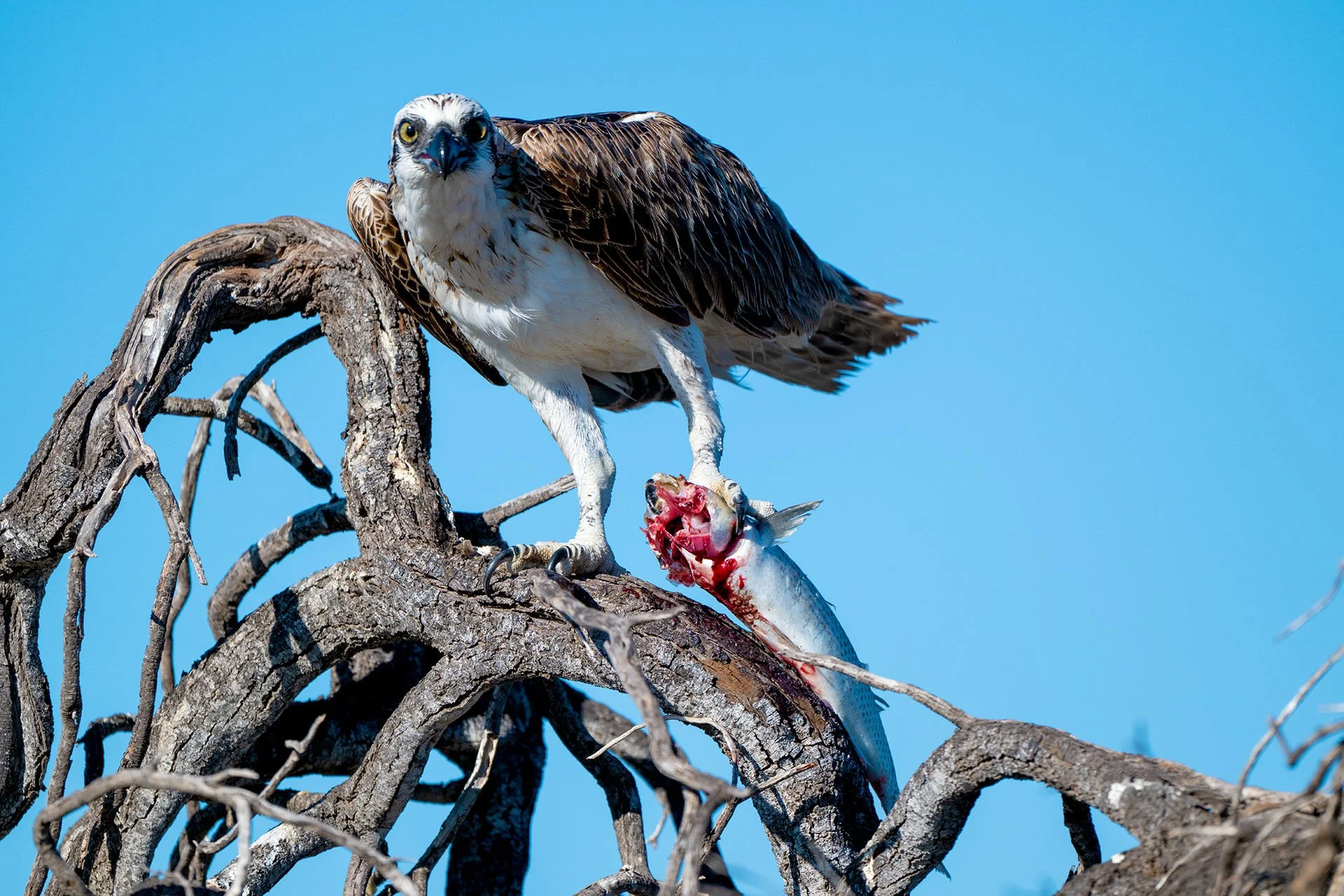 Osprey on a branch looking at the camera and holding a half eaten fish