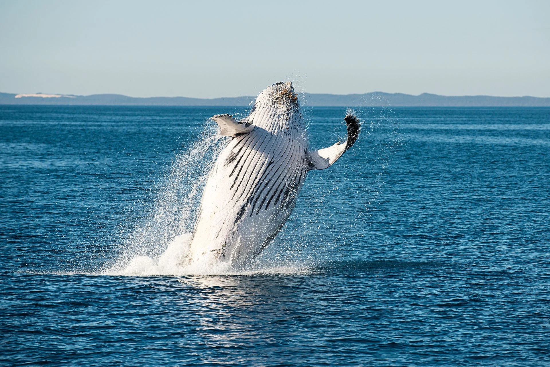 Humpback whale breaching belly-up with its pectoral fins raised, Hervey Bay, Queensland, with K’gari (Fraser Island) on the horizon.