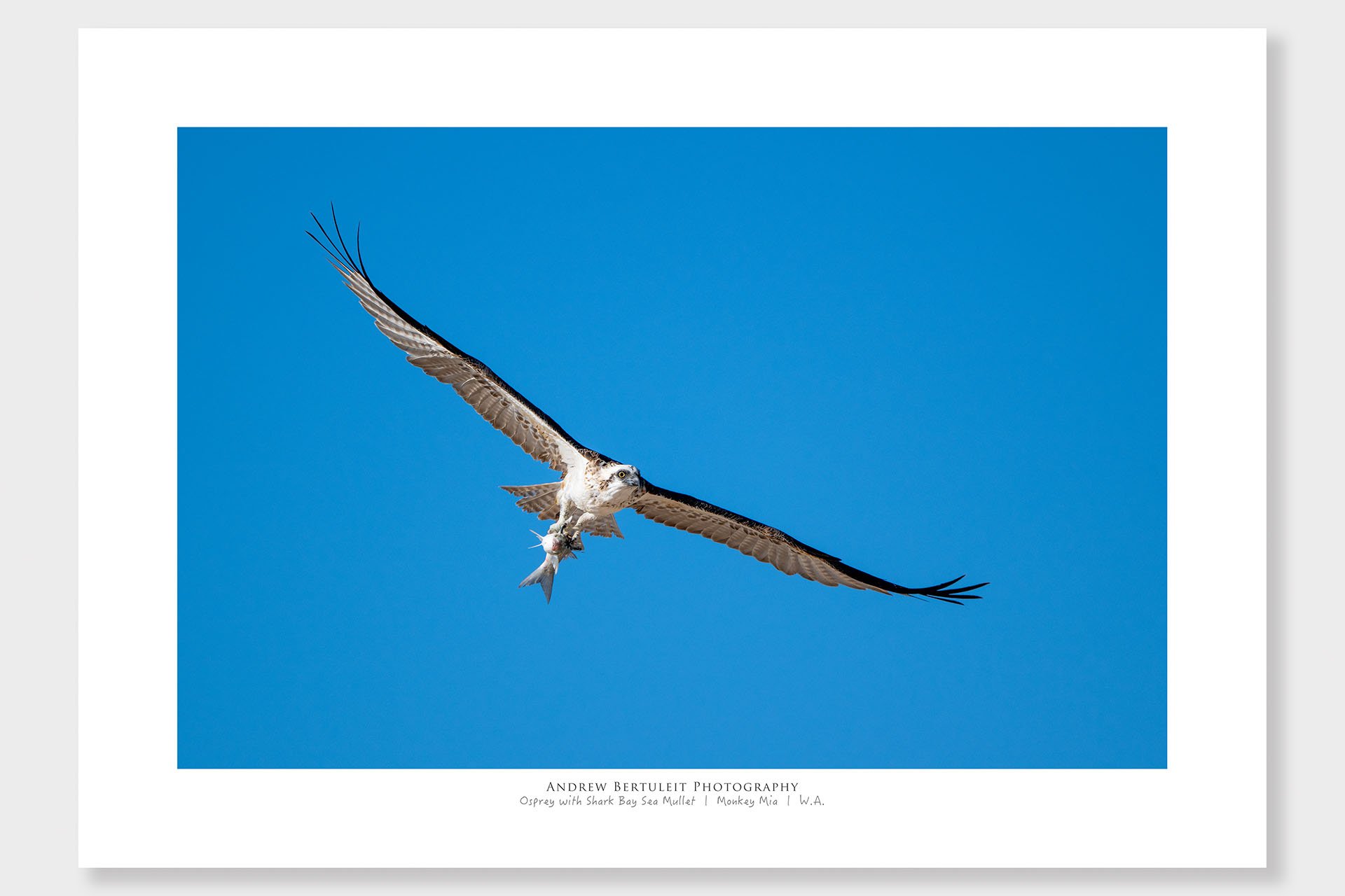 Monkey Mia osprey with fish print with white border, ready for a standard frame.