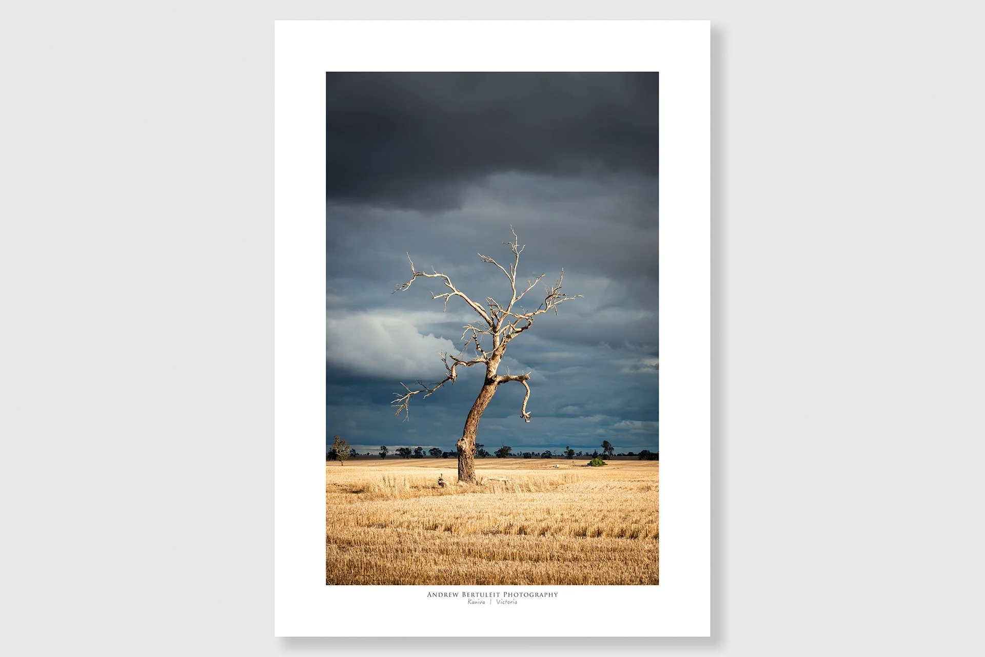 Dead tree and storm print with white border, ready for a standard frame.