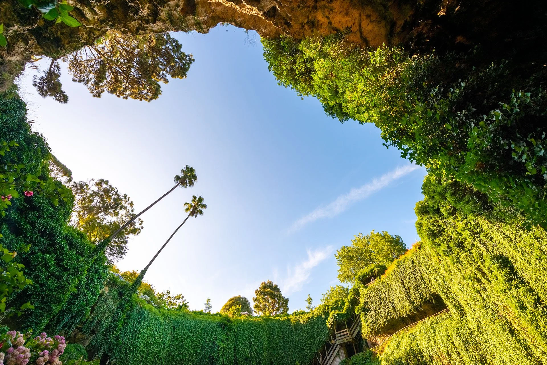 Looking up from inside Umpherston Sinkhole in Mount Gambier, South Australia, with ivy-covered limestone walls, tall palms and hydrangeas framing a blue sky.