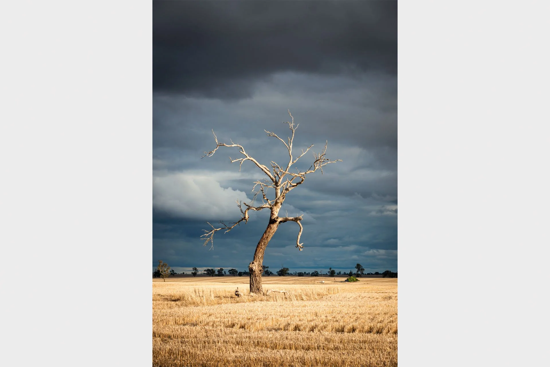 Lone dead tree lit by sunlight in a golden stubble paddock under dark storm clouds, Victoria.