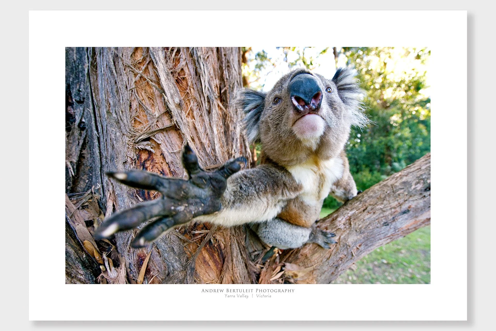 Yarra Valley koala print with white border, ready for a standard frame.