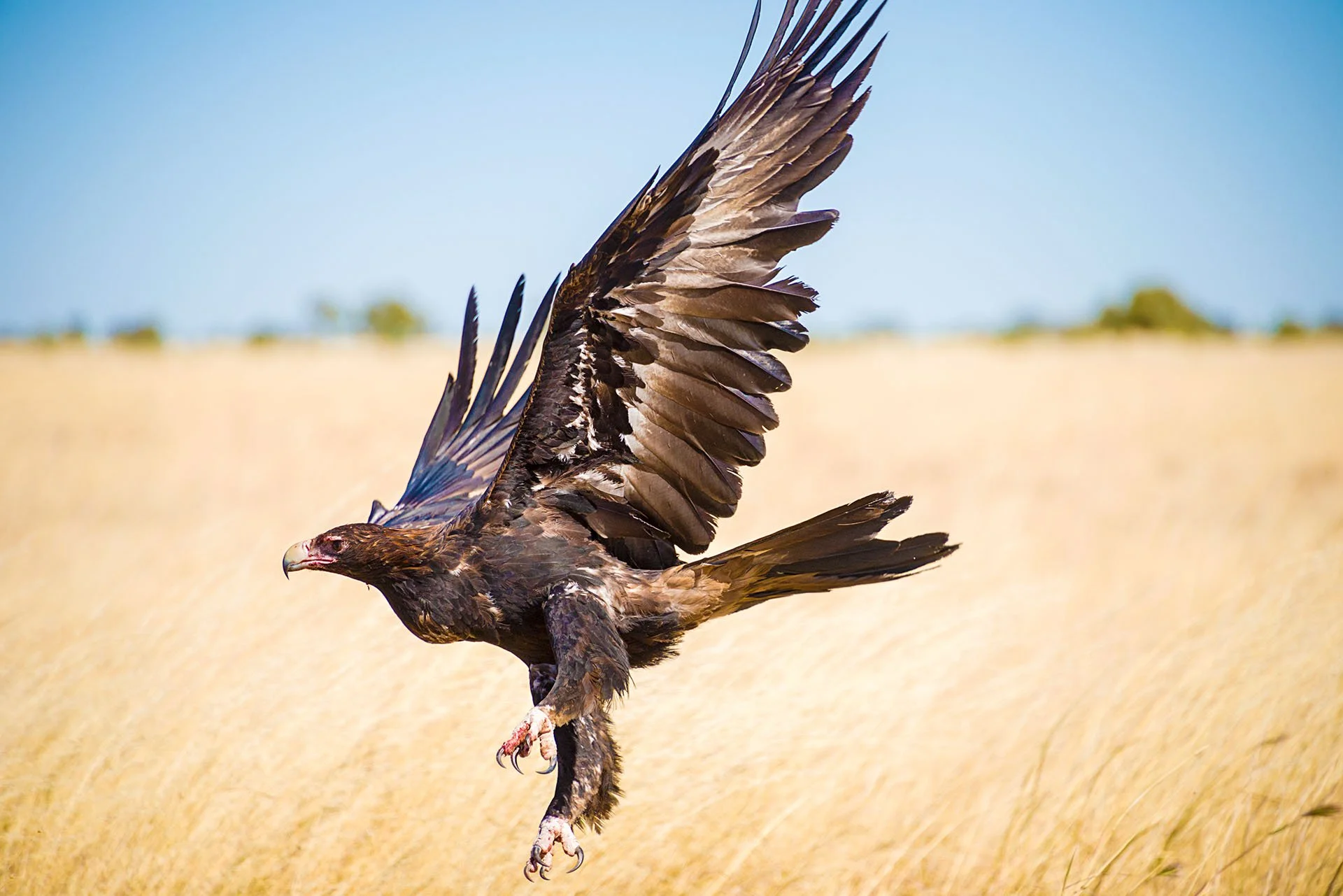 Wedge-tailed eagle taking flight low over golden grassland with wings raised and talons extended, outback Western Australia.
