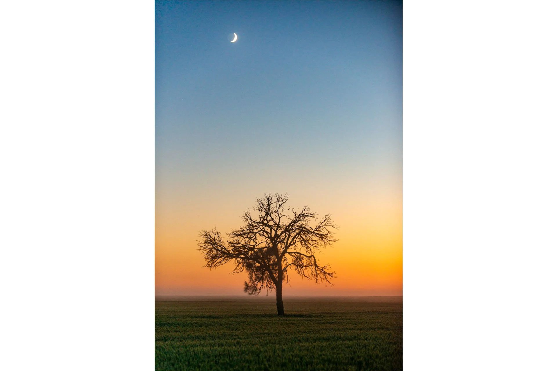 Silhouette of a lone tree against a blue and yellow backdrop