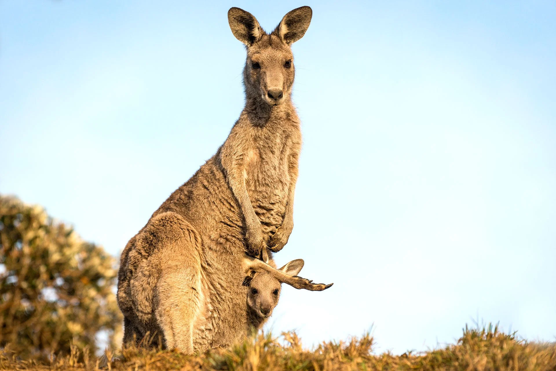 Kangaroo joey twisted around in the pouch.