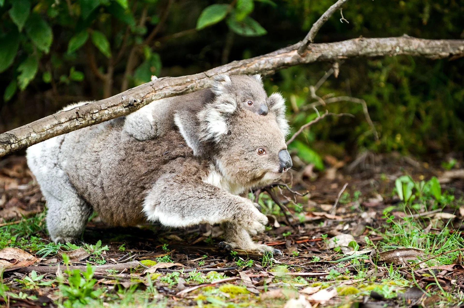 Duck! Koala and Joey on the Move, Yarra Valley VIC