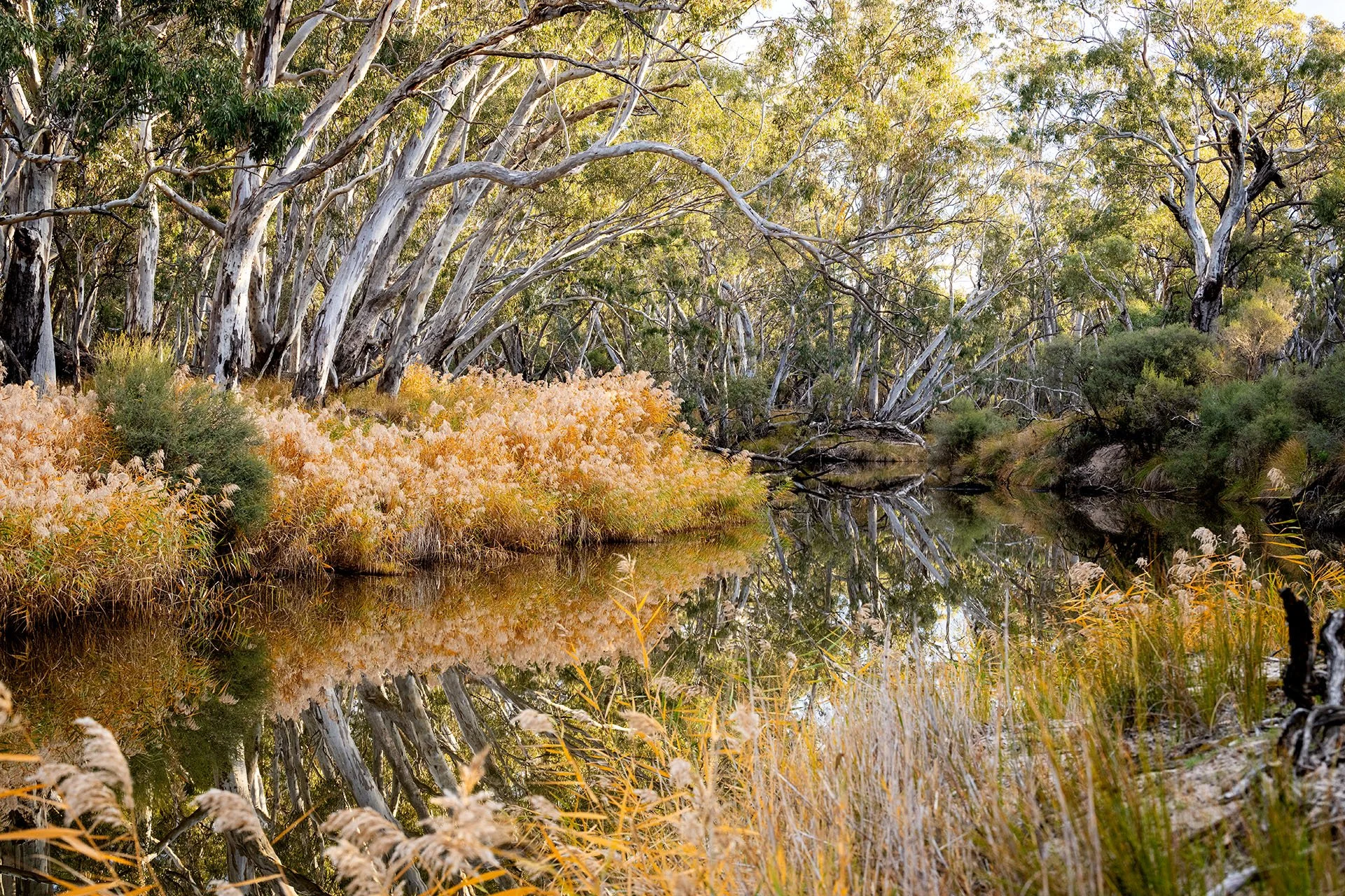 River red gums arching over the still Wimmera River at Dimboola, Victoria, with golden reeds along the bank reflected in the water.
