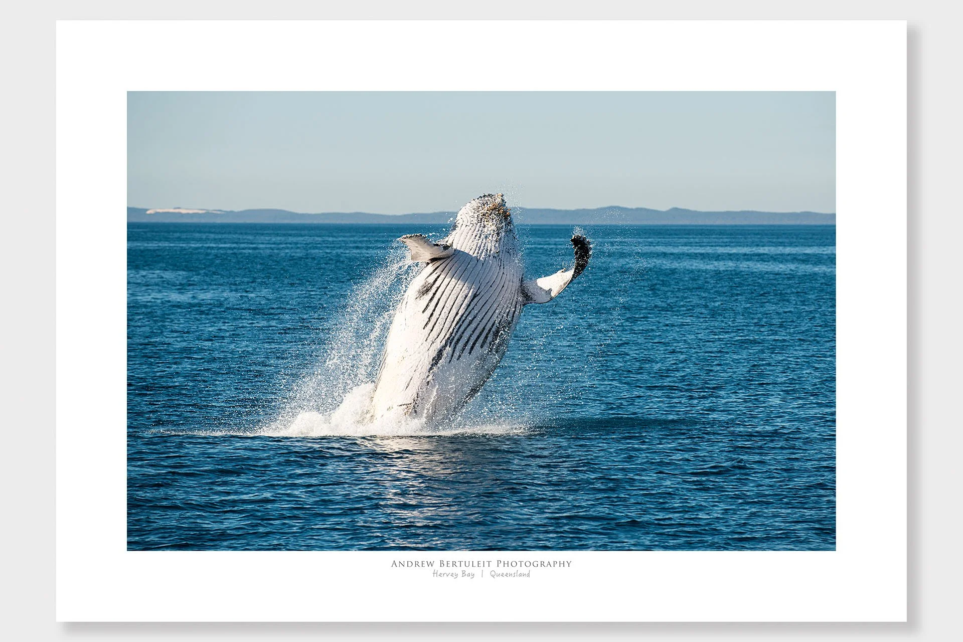 Hervey Bay humpback whale print with white border, ready for a standard frame.