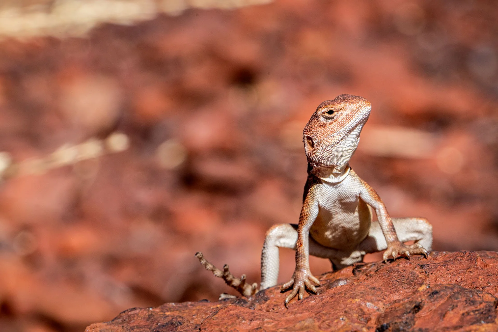 Lizard poses for photo on a red rock