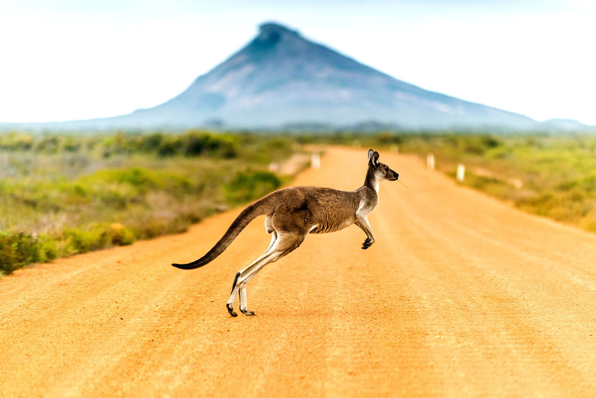 Kangaroo crossing the road near Esperance WA
