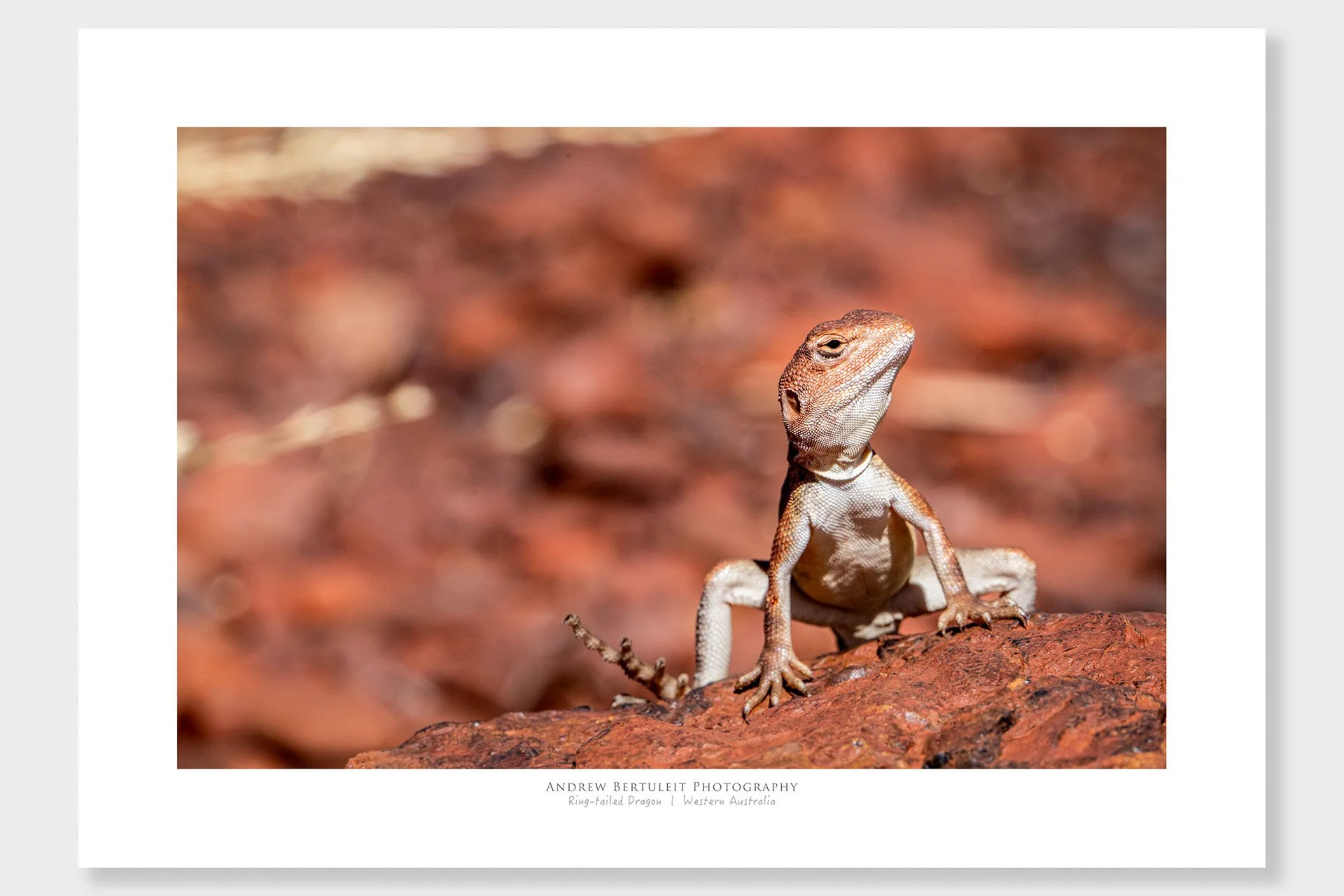 Lizard print with white border, ready for a standard frame