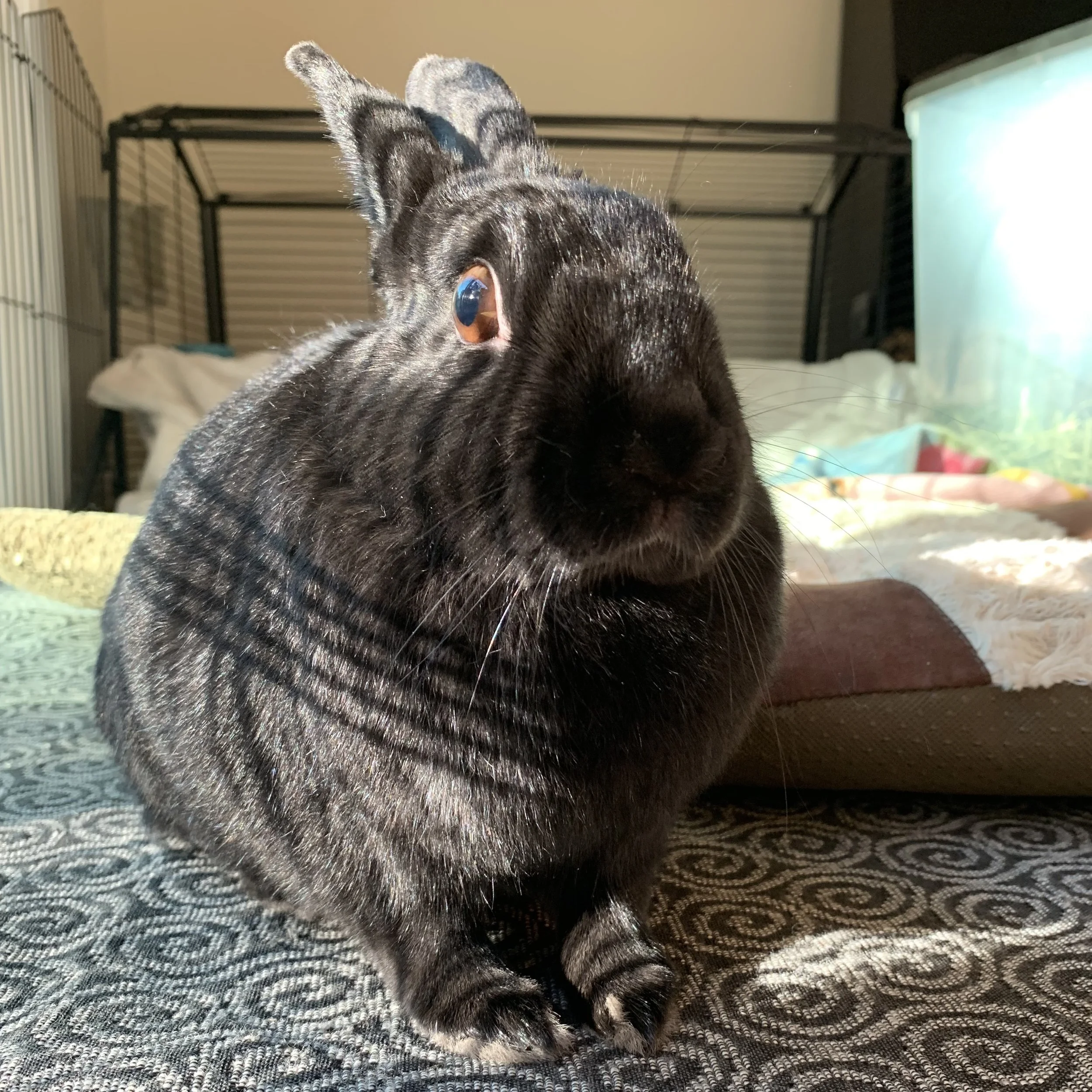 Mica, my pet rabbit