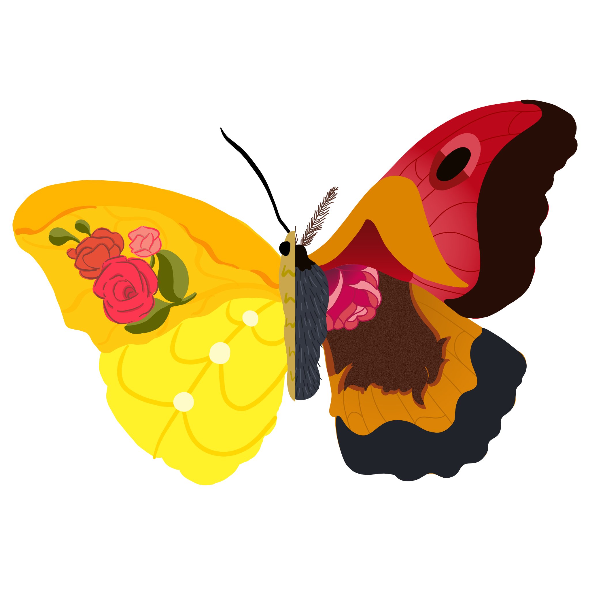 mothsplit.jpg