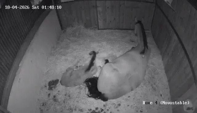 Capture d'écran d'un boxe à cheval avec une jument et son poulain, tous les deux couchés.