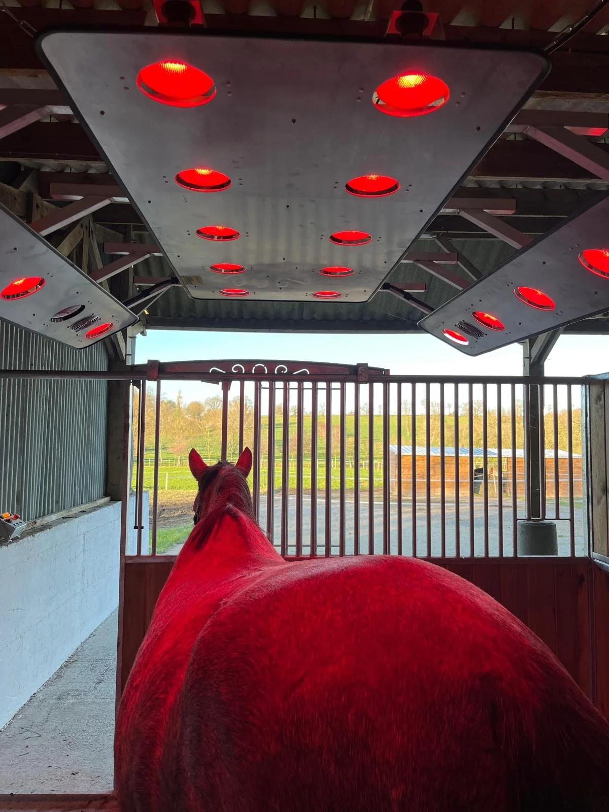 Un cheval vu de dos dans un box, avec un solarium suspendu au dessus du cheval, chauffant le dos de l'animal avant l'effort.