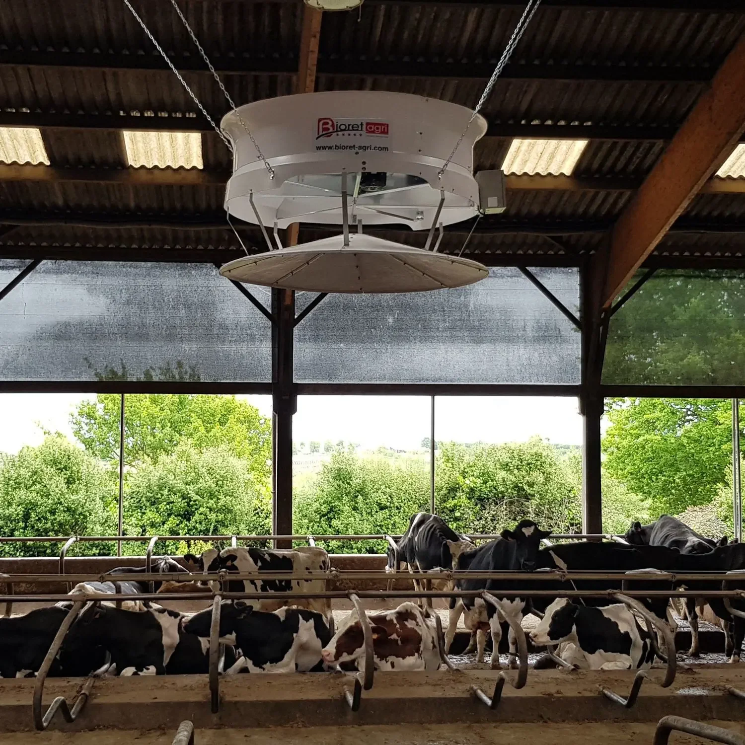 Vaches laitières dans un bâtiment d'élevage, avec une ventilation mécanique suspendue au plafond, des fenêtres donnant sur un paysage verdoyant.