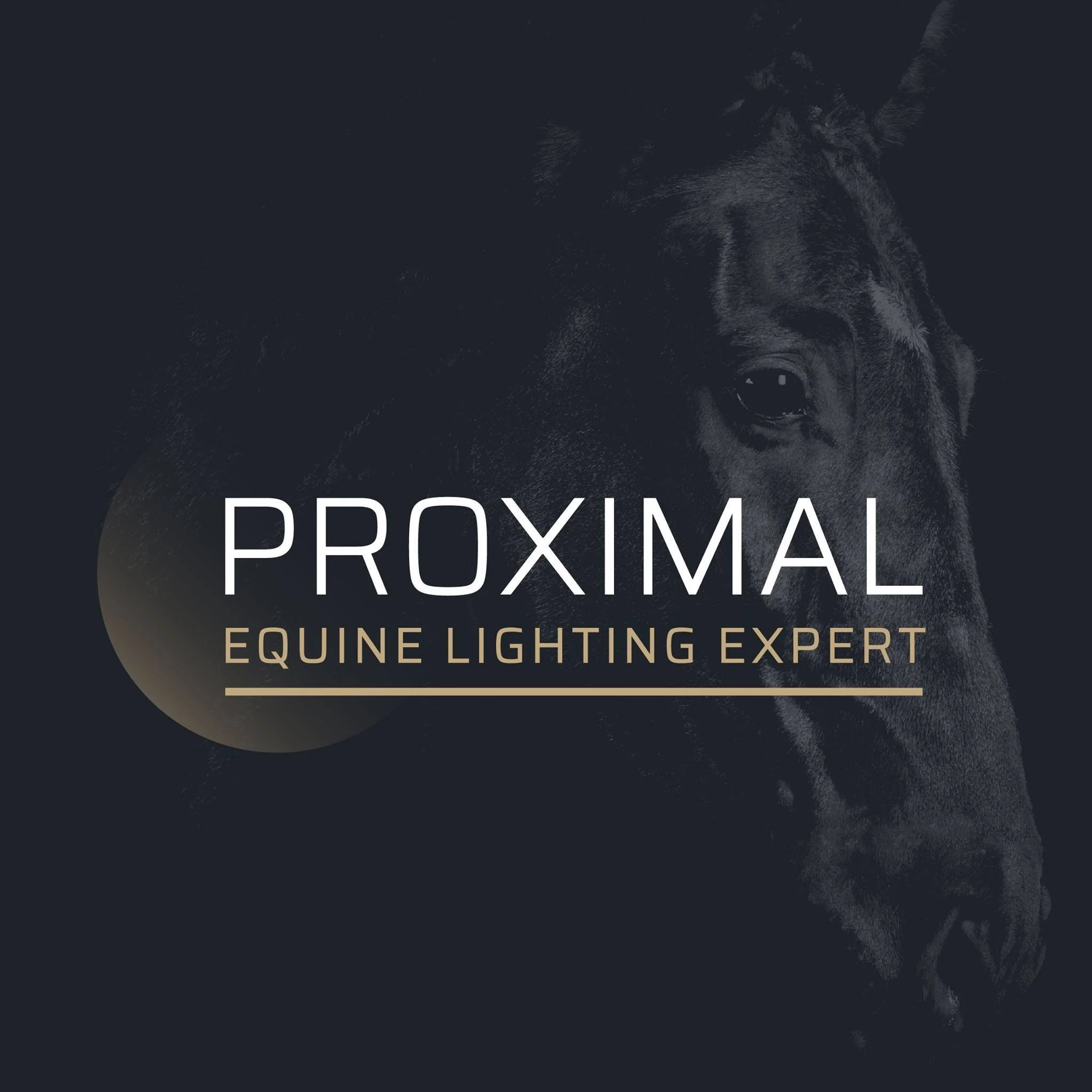 Une publicité pour un éclairage équestre propose un profil d'un cheval noir dans un style graphique et moderne, avec un échantillon de lumière et de texte annonçant l'expert en éclairage pour chevaux.