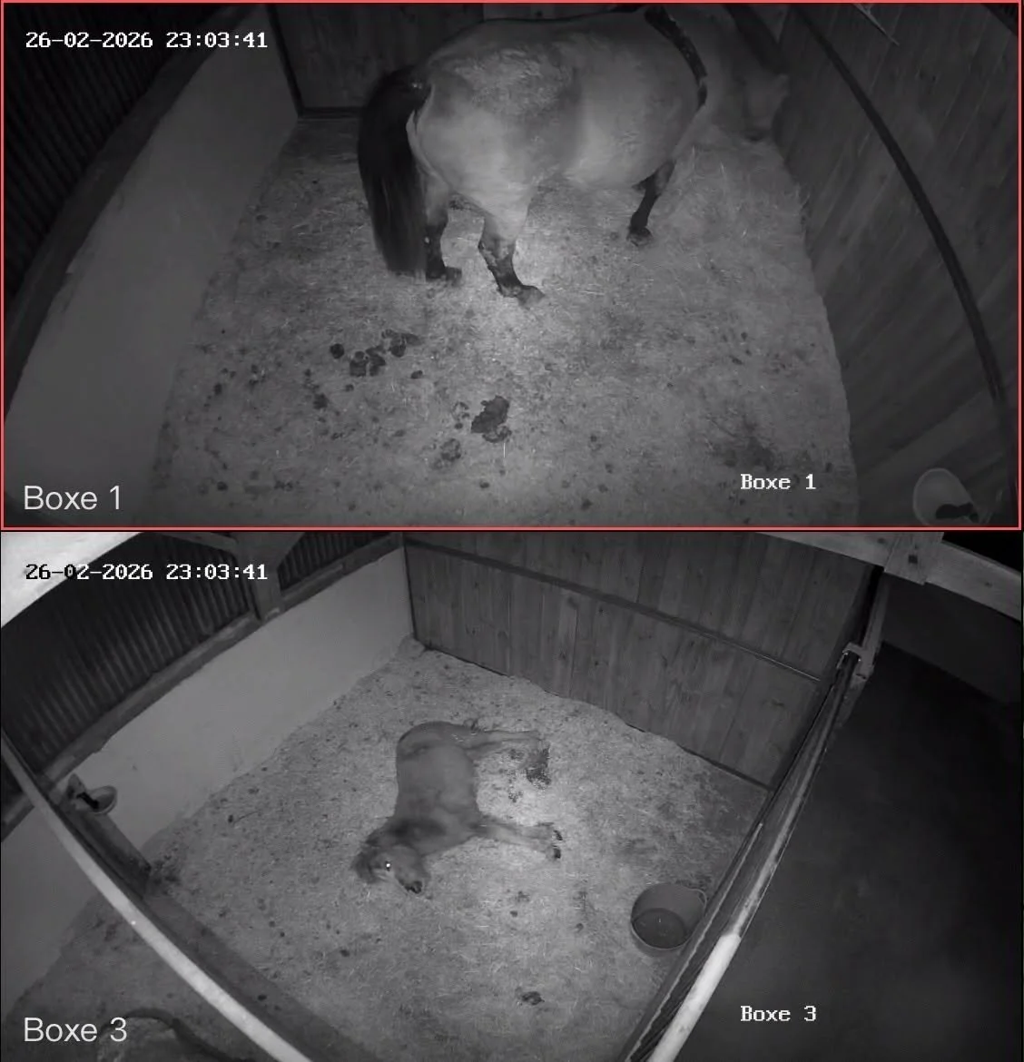Une écurie avec des chevaux dans deux boxes différents. La photo est en noir et blanc, prise de nuit par les caméras de vidéosurveillance, montrant le cheval dans chaque box, dans un environnement en bois.
