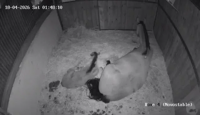 Une jument et son poulain tous les deux couchés dans leur box, image prise par la caméra de surveillance du boxe.