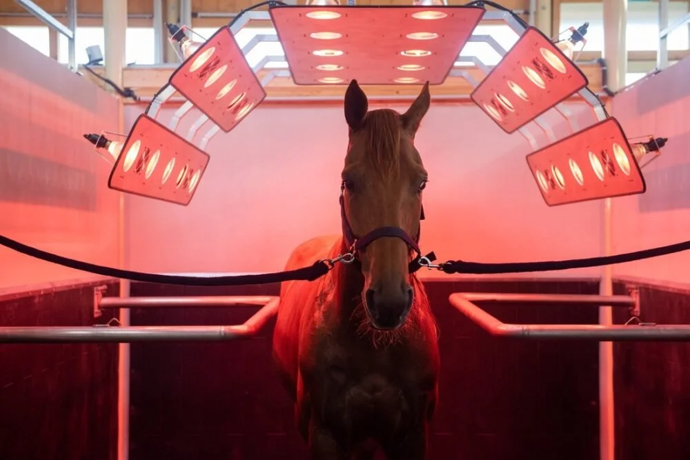 Cheval dans un box de traitement avec des lampes infrarouges