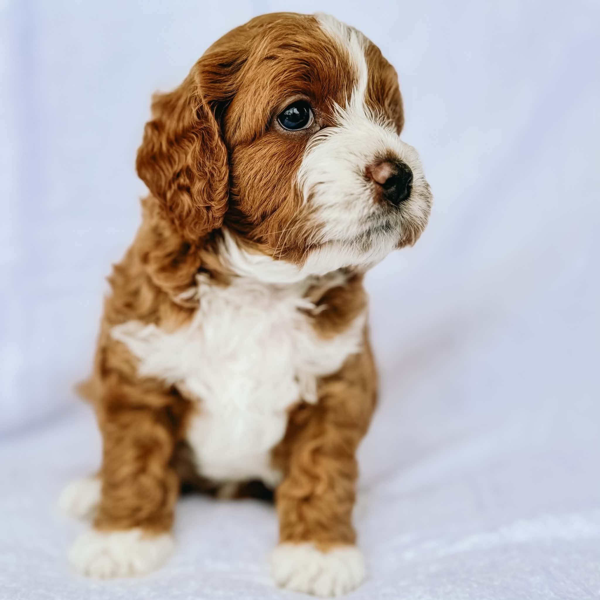 Close-up of a cute puppy with brown and white fur, large dark eyes, and floppy ears on a light background.