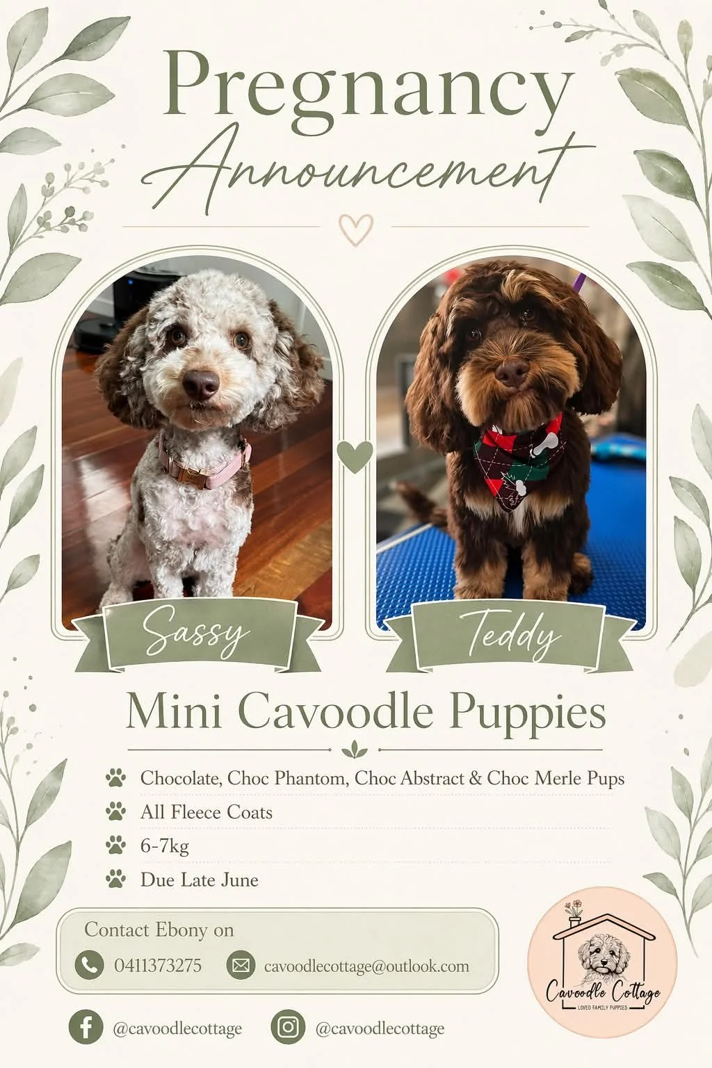 A pregnancy announcement featuring photos of two mini Cavoodle puppies, Sassy and Teddy, with details about their breed, weight, and expected arrival date, surrounded by a botanical decorative border.