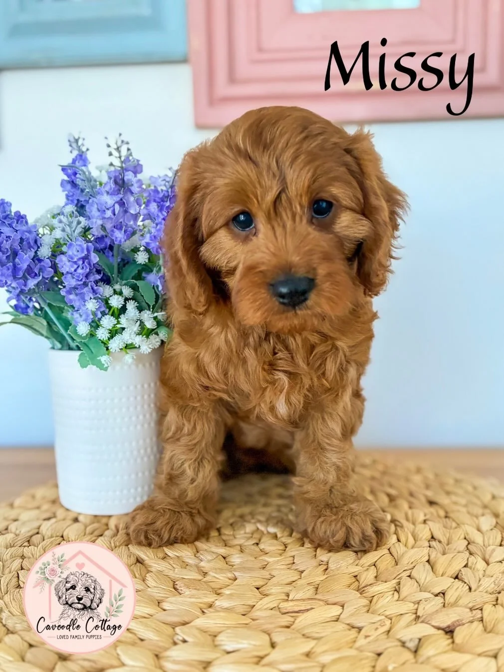 ✨ 6 Weeks Old ✨

What a big week it has been for Missy and Sheldon! 🐾

This week they had their first vaccinations and microchips and were so brave at the vet. They also enjoyed a bath and groom, leaving them extra fluffy and smelling amazing.

The 