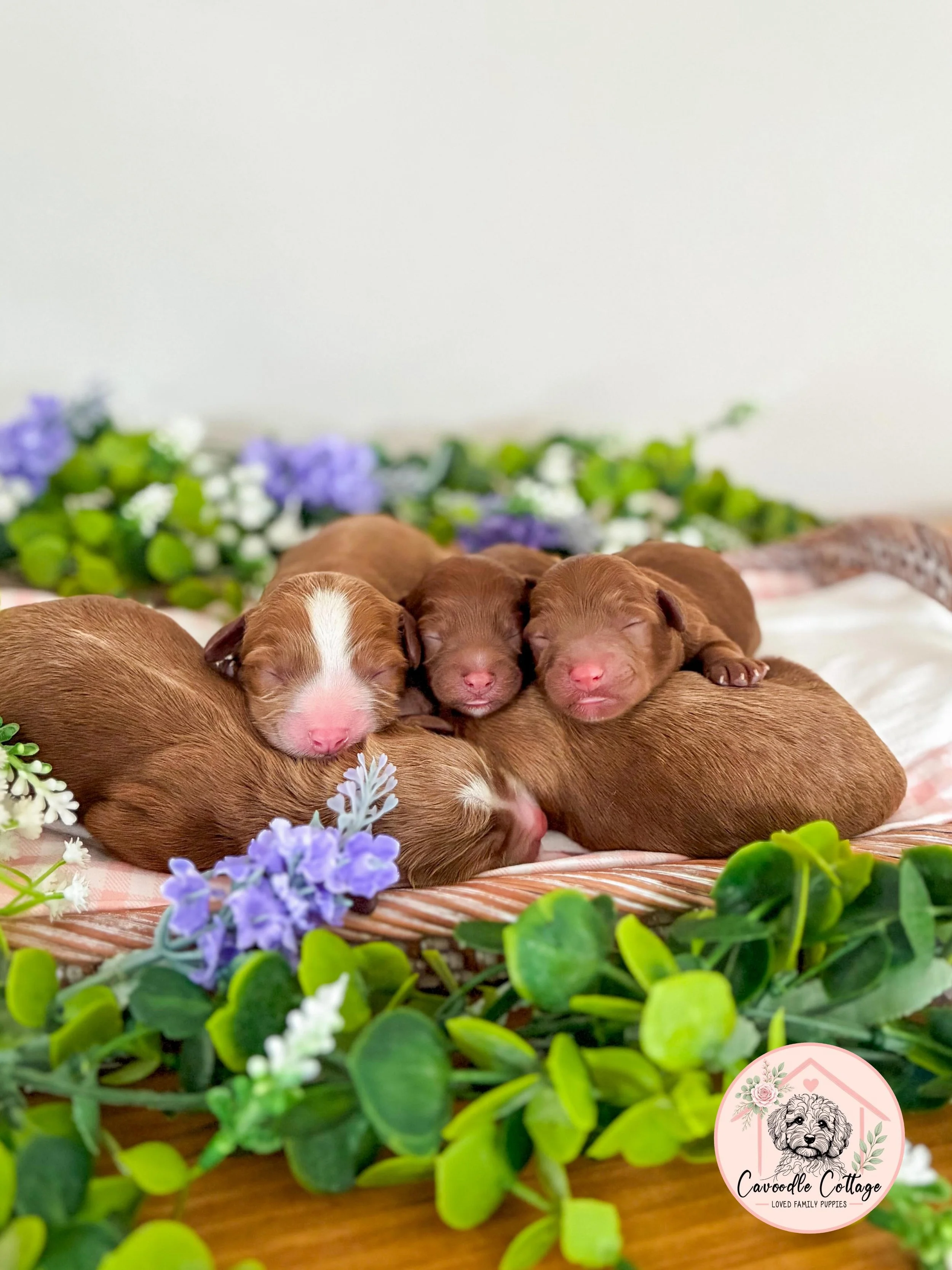 Our hearts are full! 🐾💕

Scout and Alby have welcomed a beautiful litter of 5 precious puppies into the world, 4 gorgeous girls and 1 handsome boy. 🐶

Mum and babies are doing wonderfully, and we&rsquo;re already completely smitten with these tiny