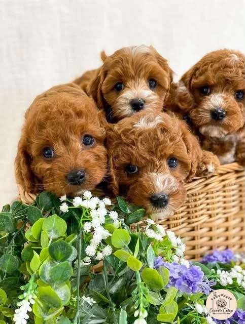 Five brown puppies with curly fur sitting in a wicker basket, surrounded by green leaves and purple, white, and yellow flowers.