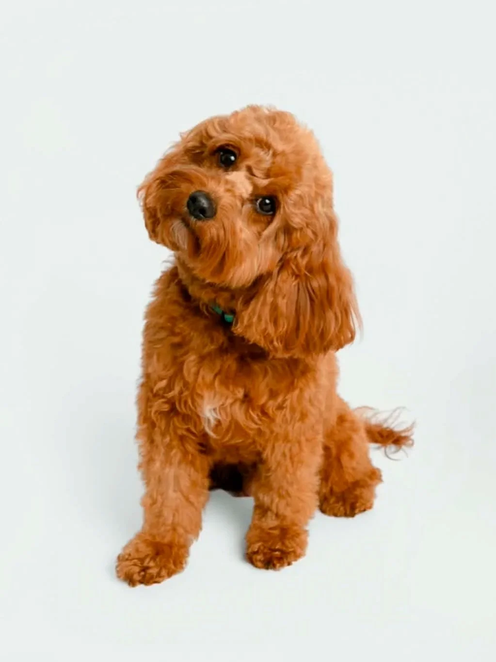 A small brown curly-haired dog sitting on a white background, tilting its head to the side.