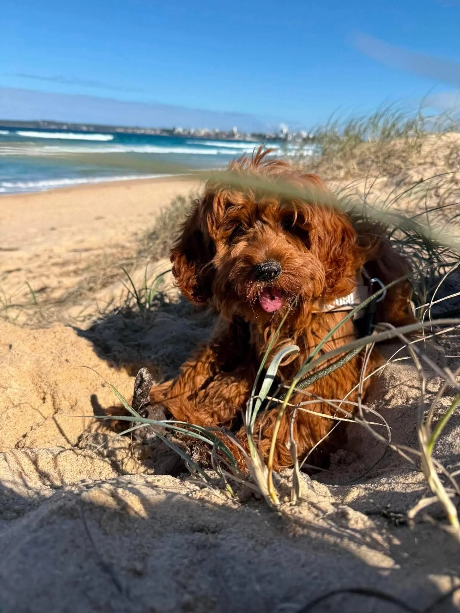 A brown puppy laying on the sand near beach grass, with ocean waves and blue sky in the background.