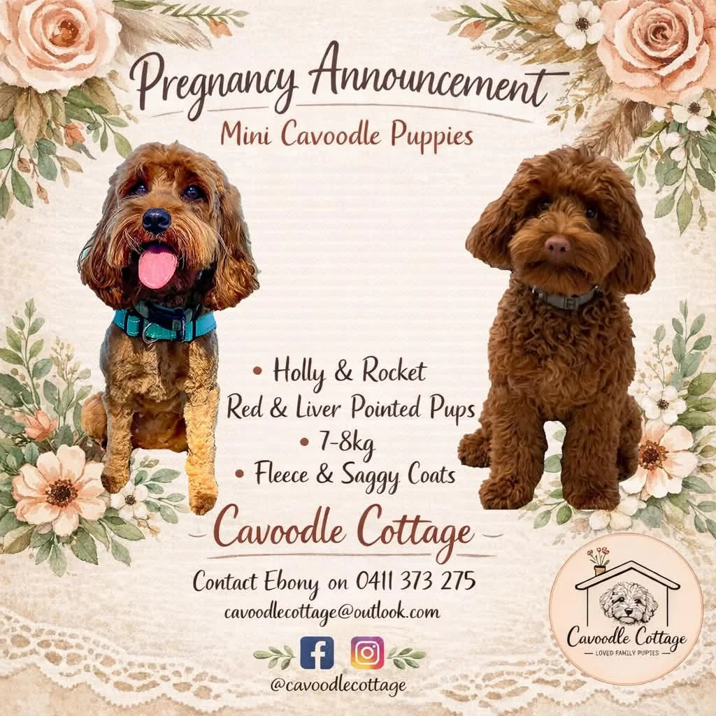 Pregnancy announcement poster for mini Cavoodle puppies featuring two brown puppies named Holly and Rocket, with floral decorations, contact information, and social media icons.