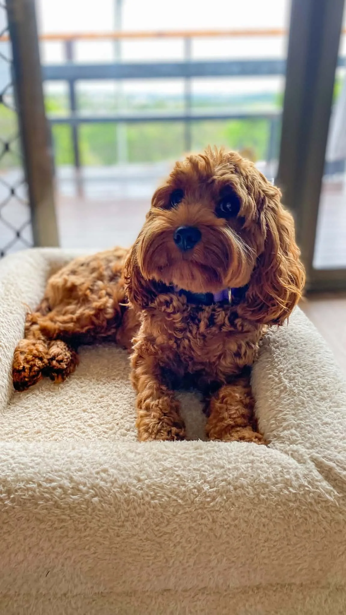 A brown curly-haired puppy laying on a soft beige blanket on a bed, with a window and balcony railing visible in the background.