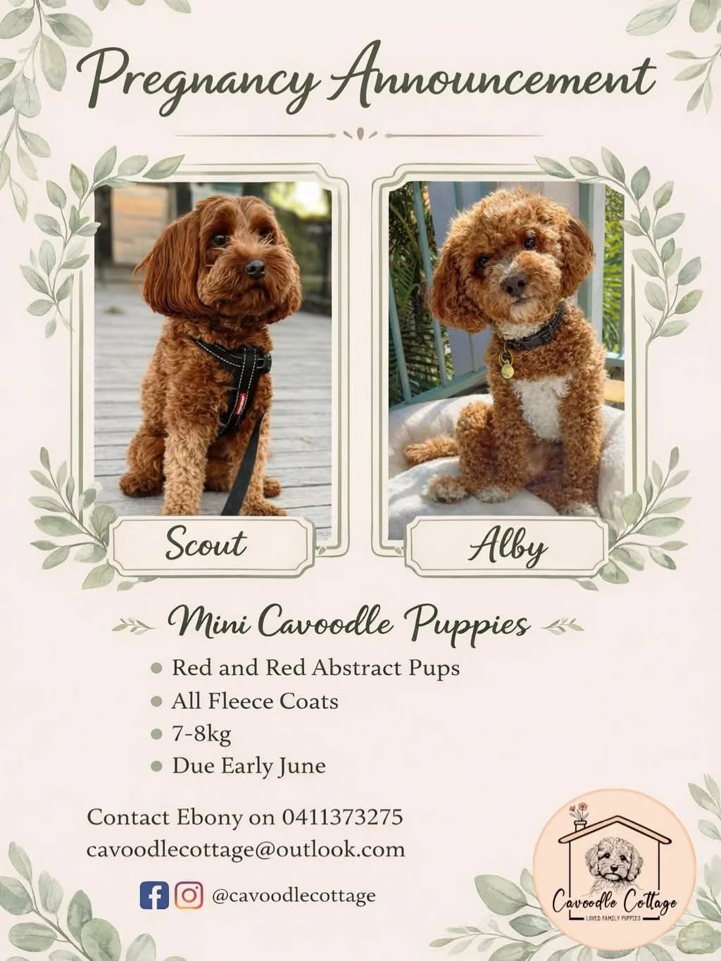 Wedding announcement poster for mini Cavoodle puppies, featuring photos of two brown Poodle mixes named Scout and Alby, with details about the puppies, contact information, and social media handles.