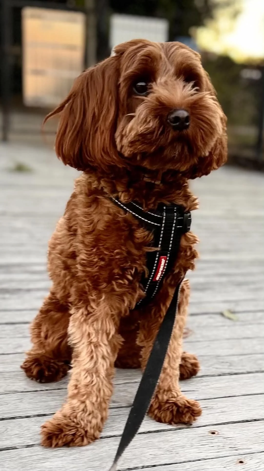 A brown Cockapoo puppy sitting on a wooden deck outdoors, wearing a black harness and leash, with blurred background.