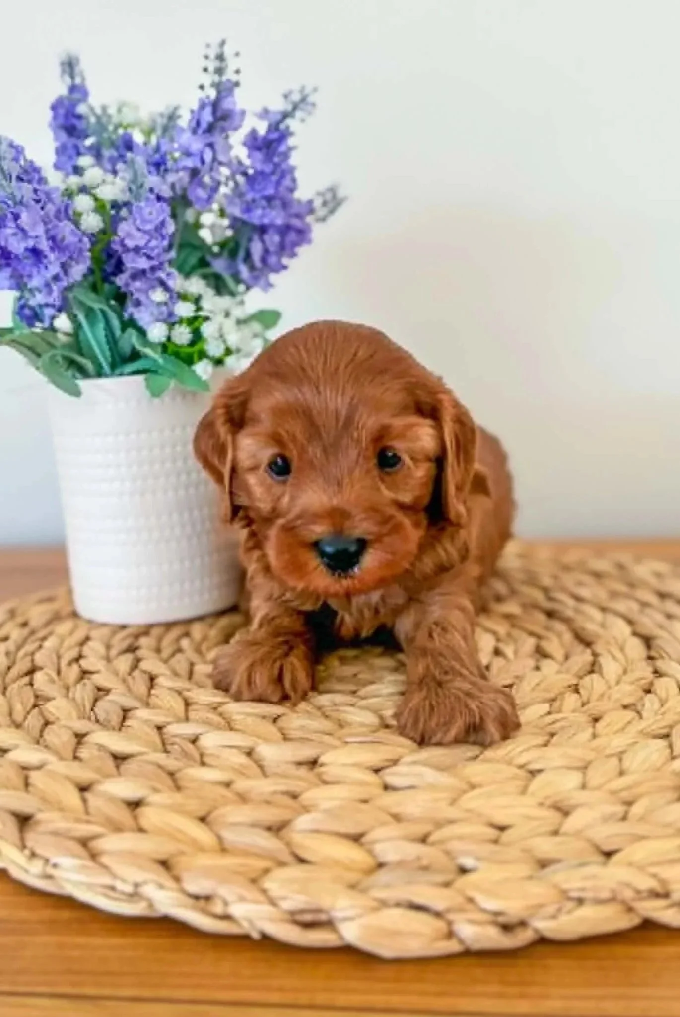 A small brown puppy with floppy ears lying on a round woven placemat, next to a white pot with purple and white flowers.