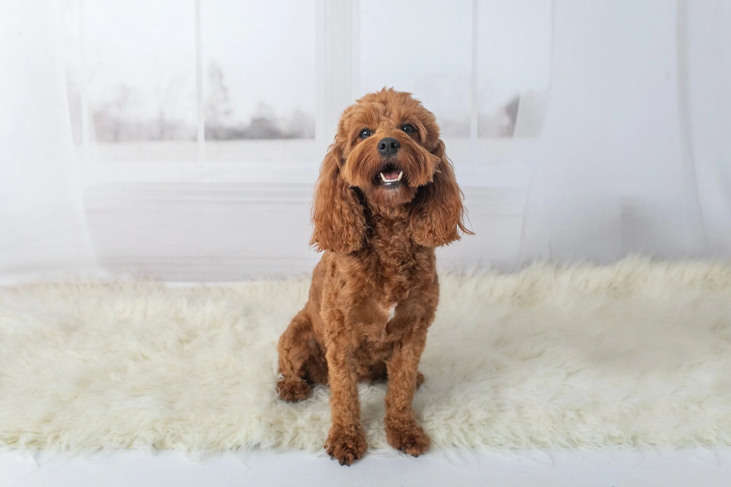 A brown, curly-haired dog with floppy ears sitting on a fluffy white rug in front of a window with frosted glass.