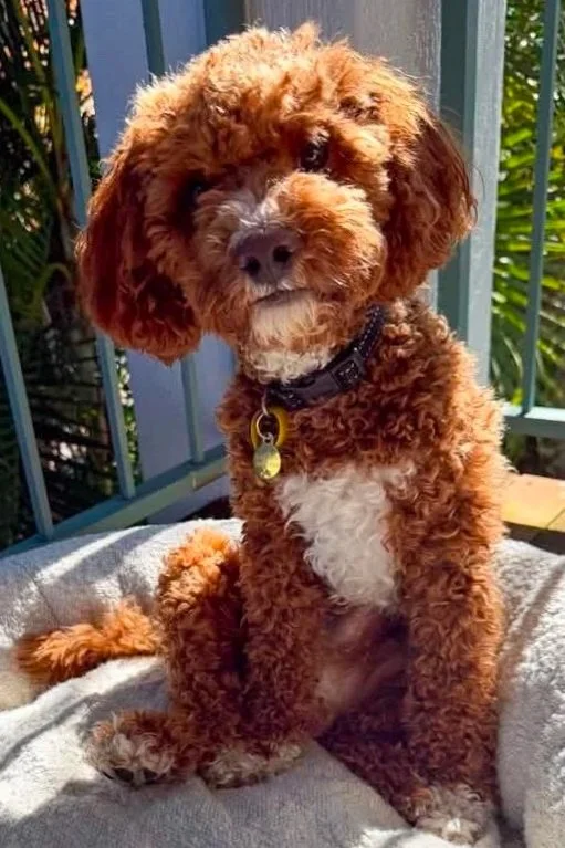 A cute, curly-haired brown dog with a white chest and paws sitting outdoors on a blanket, with a metal railing and greenery in the background.