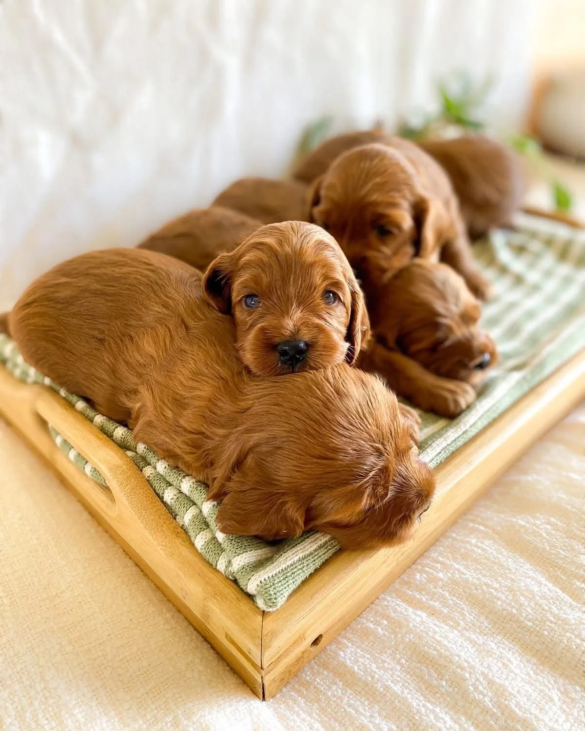 Six brown puppies lying on a green and white striped mat in a wooden tray, some sleeping, one looking at the camera.