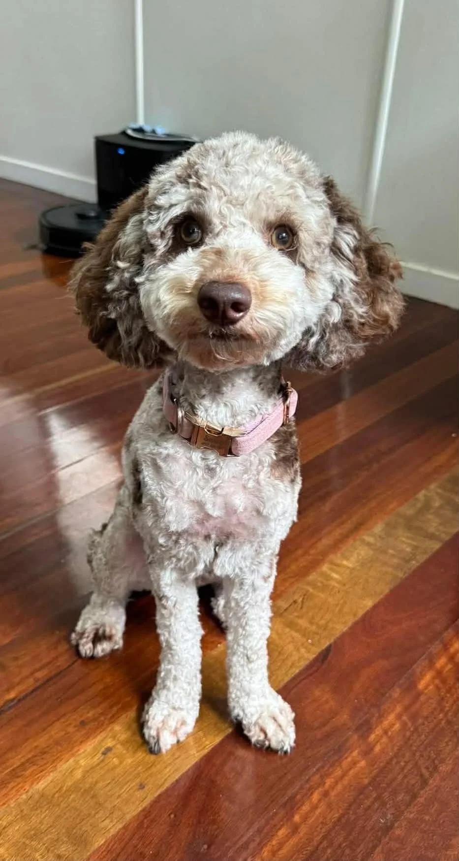 A cute, curly-haired dog with brown and white fur, wearing a pink collar, sitting on a wooden floor indoors.