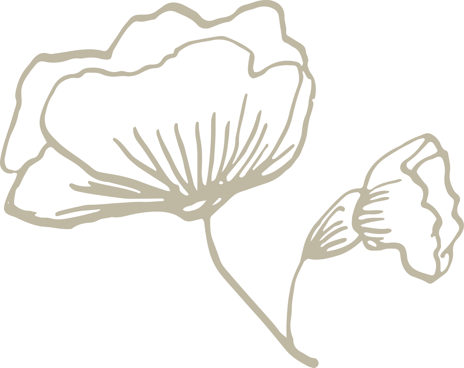 Disegno lineare di due fiori stilizzati, probabilmente violazione di poppy, con un colore di sfondo nero