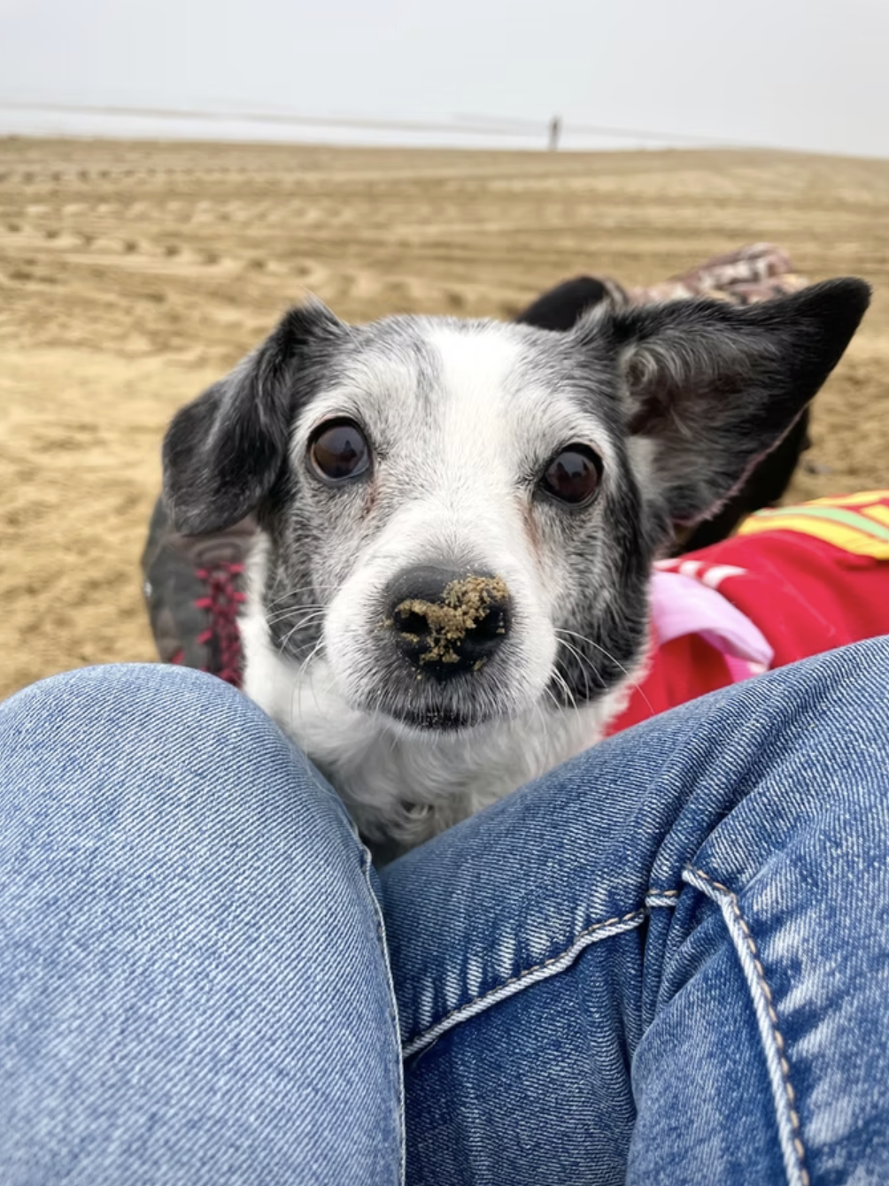 Cane con naso sporco di sabbia che guarda l'obiettivo in spiaggia, seduto tra le gambe di una persona con jeans.