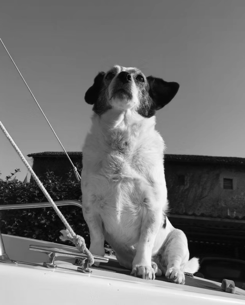 Cane bianco e nero seduto su una barca, guardando verso l'alto
