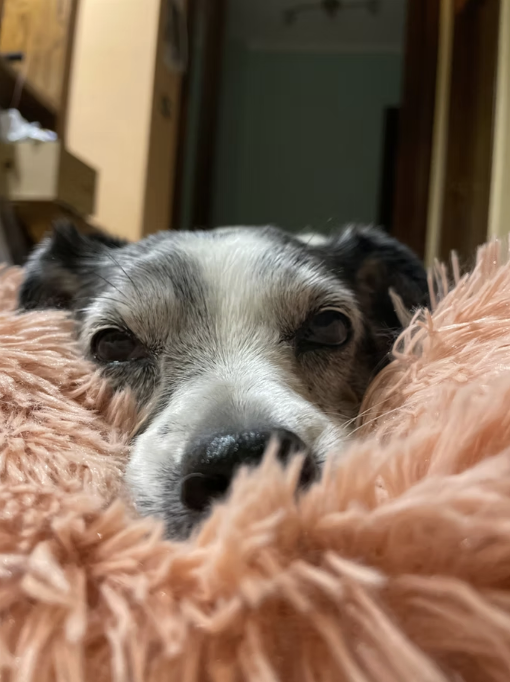 Cane con occhi chiusi, che riposa su una coperta rosa, con uno sfondo di arredi domestici.