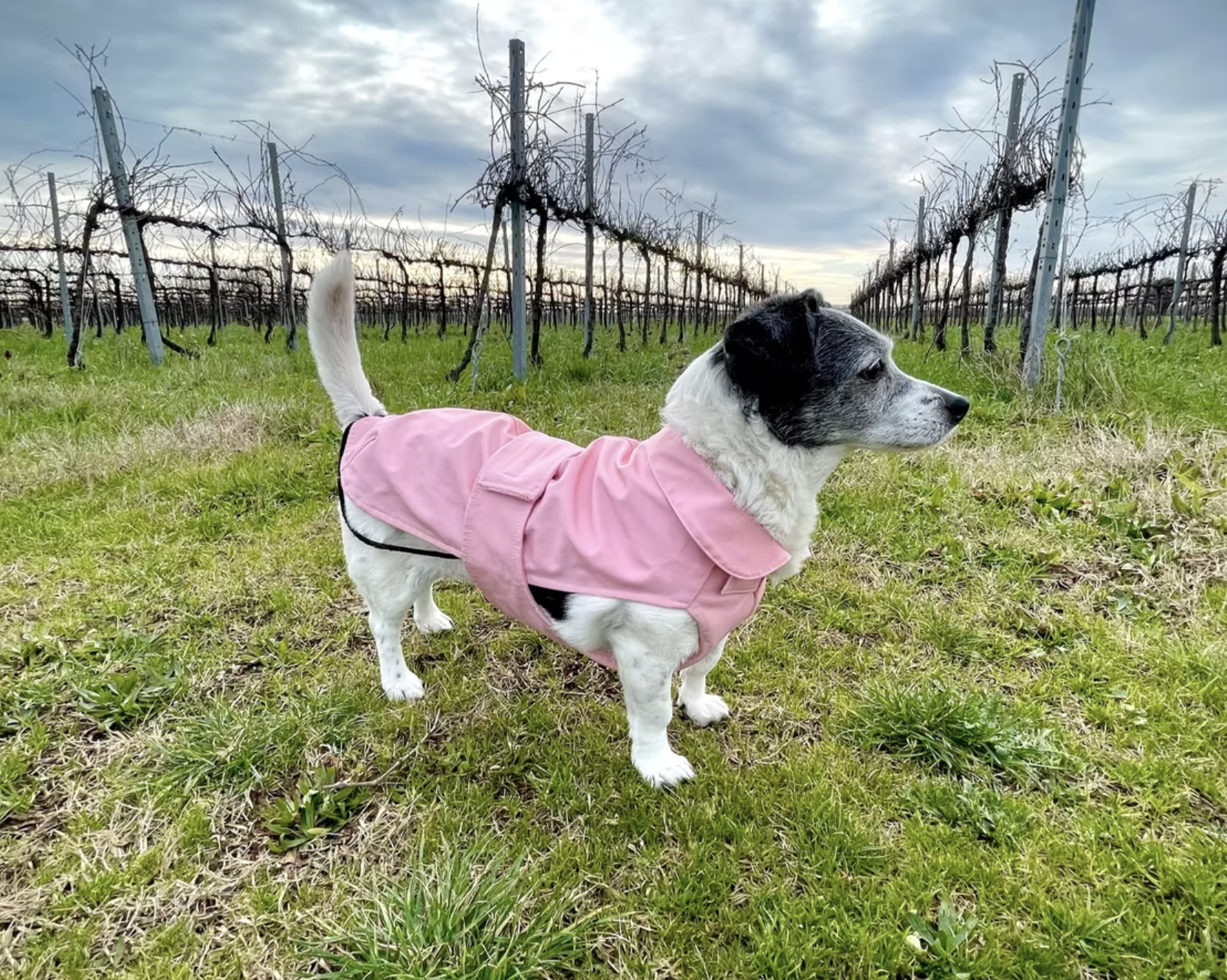 Cane con giacca rosa in un vigneto sotto un cielo nuvoloso.