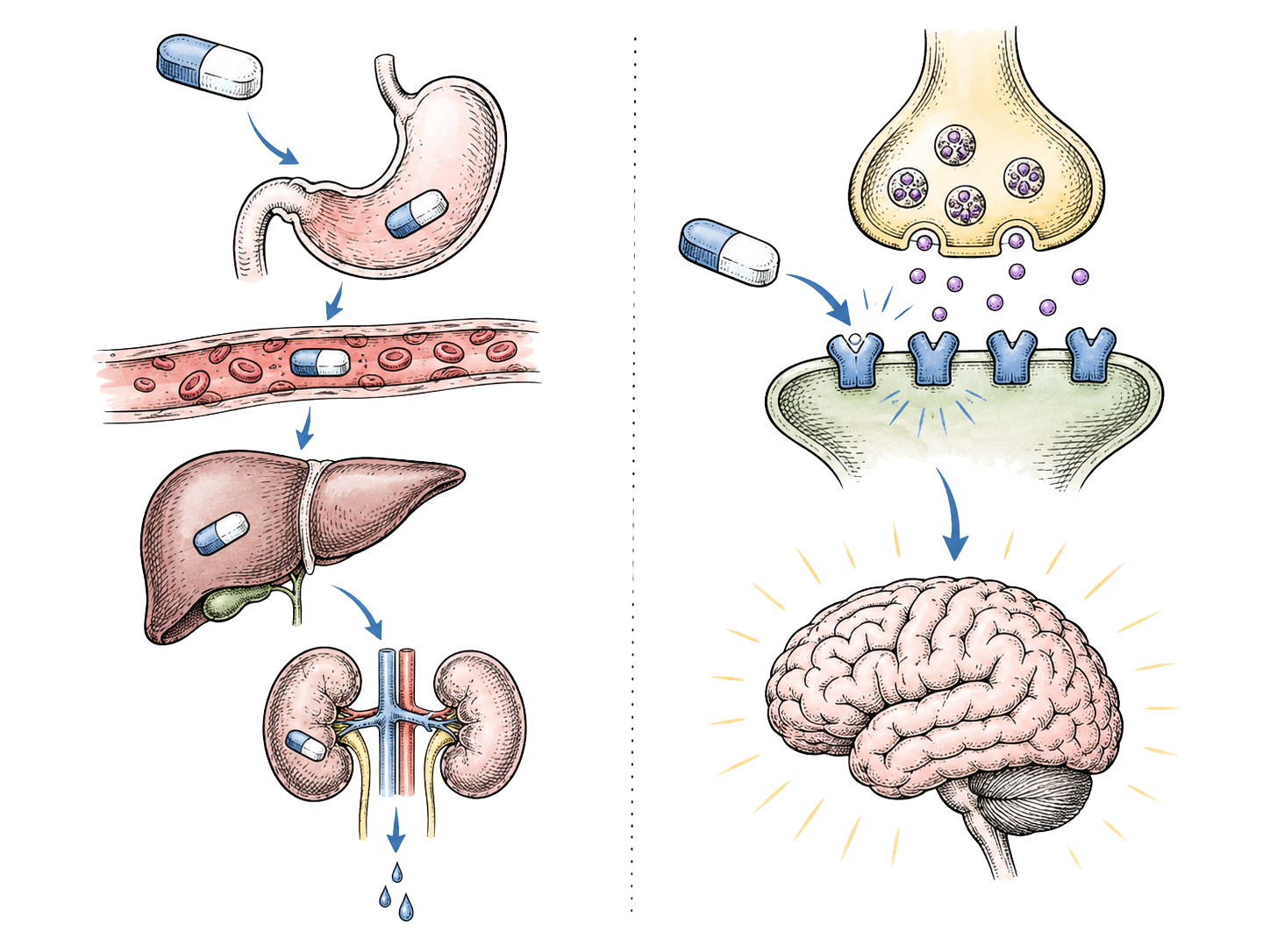Pharmacokinetics vs pharmacodynamics illustration showing how the body processes medications and how drugs act on the body for PMHNP exam review.