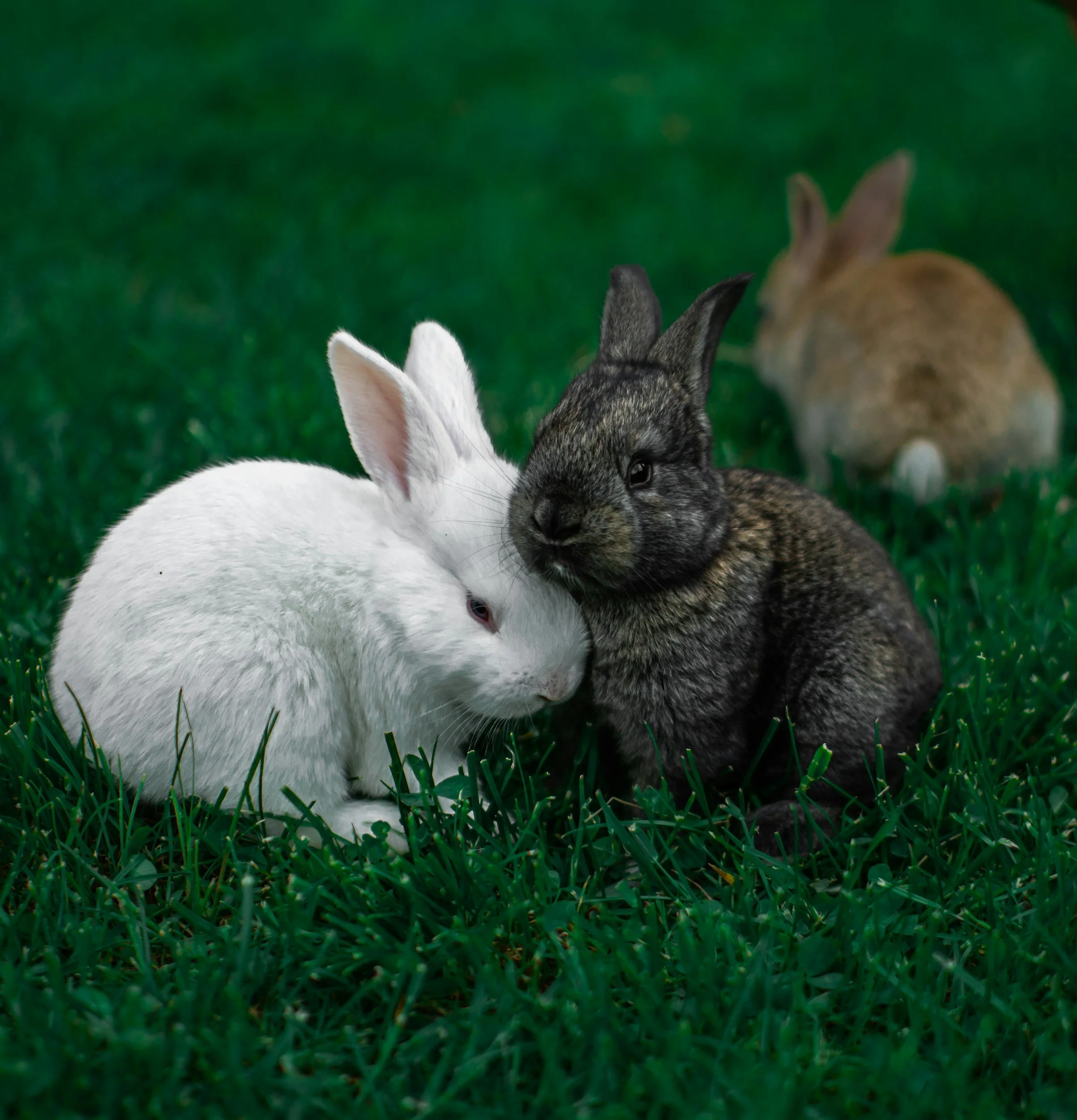 Three rabbits, one white, one black with gray markings, and one brown, sitting on green grass