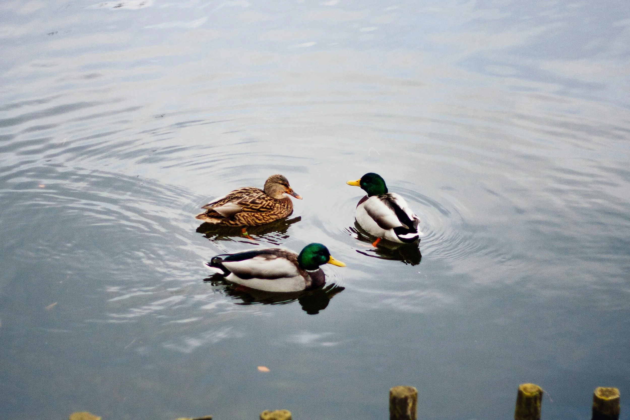 A Romantic Duck Story
